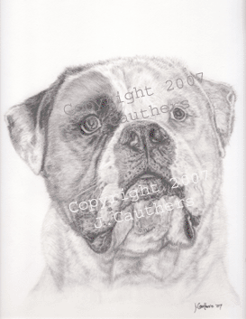 Tank - Amercian Bulldog- pencil